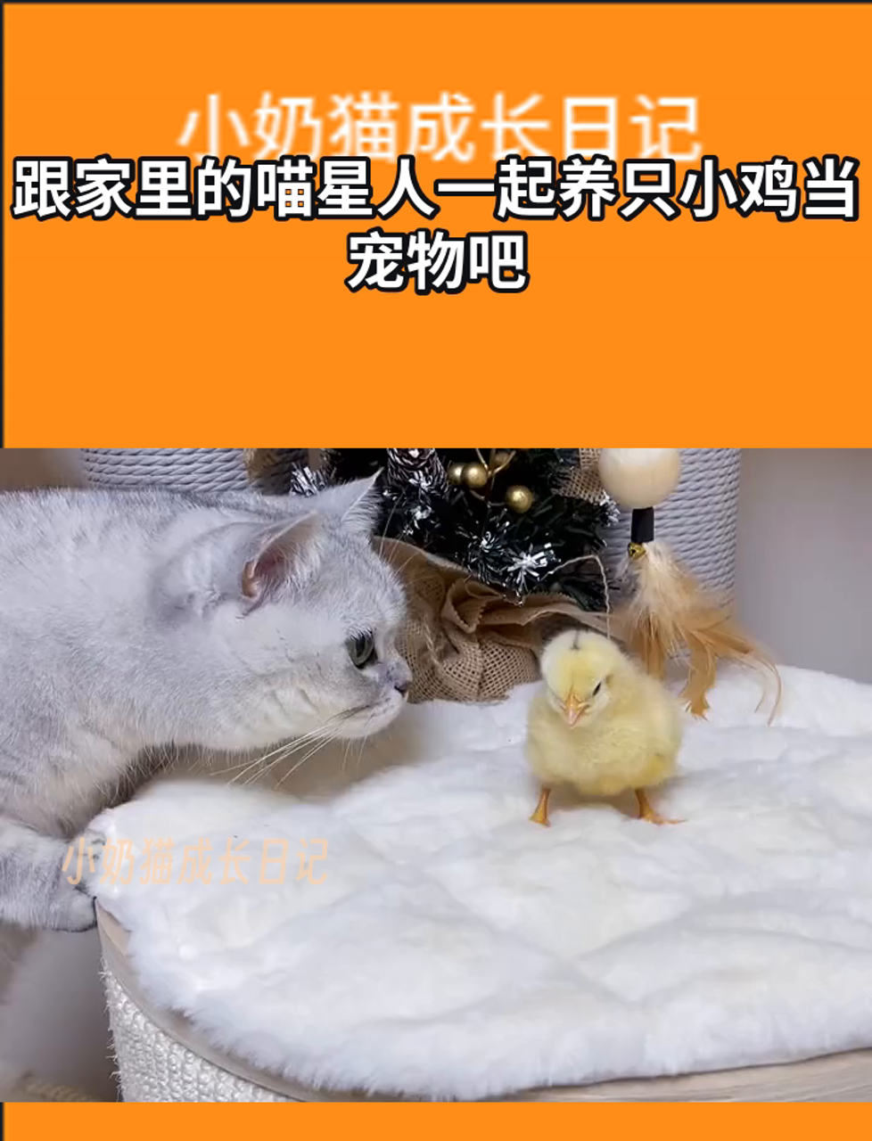 跟家里的喵星人一起养只小鸡当宠物吧