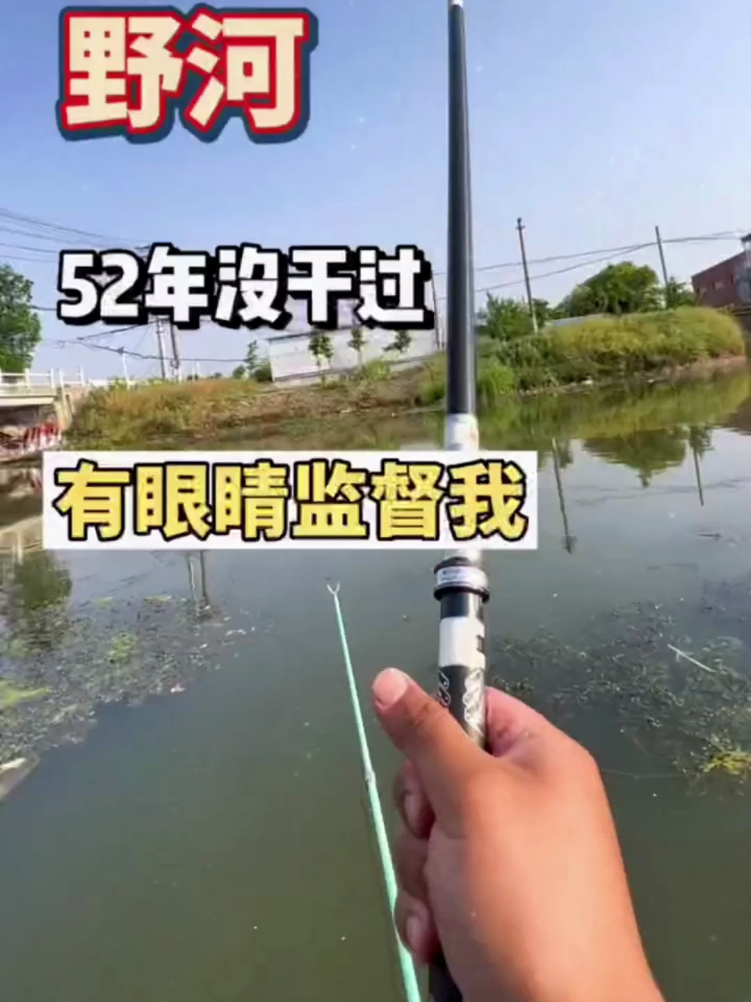 越是没有人疼的小猫,越通人性和人一样