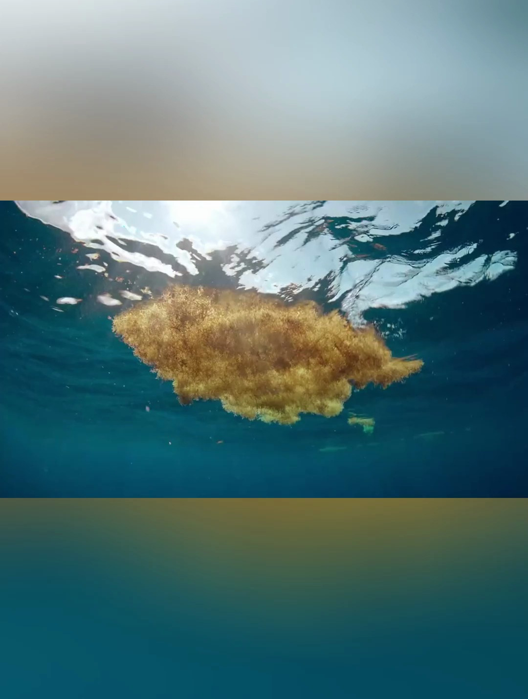 一条不会游泳的鱼该如何在海中生存,马尾藻鱼!