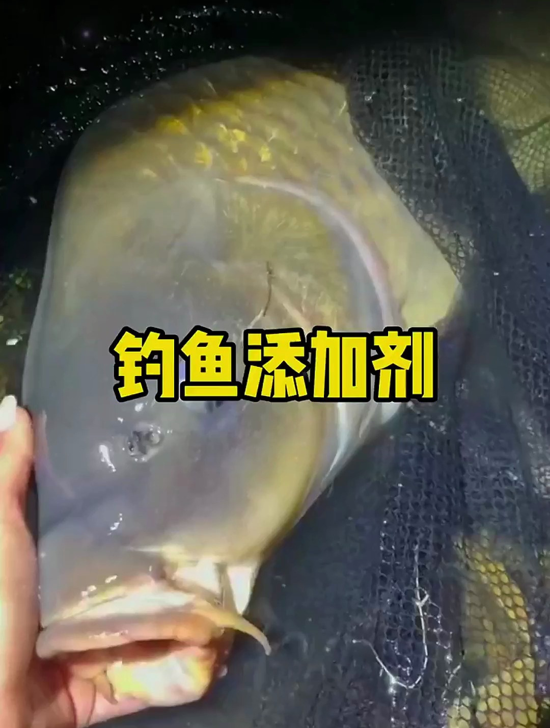 最近盛传藿香正气水加在饵料中钓鱼,效果如何?实测见分晓!