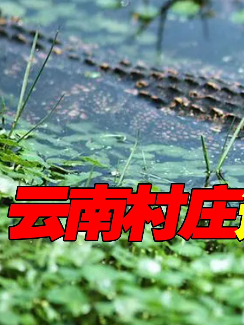 云南突遭鳄鱼造访,不仅主动亲近动物,还向村民“亲切问候”