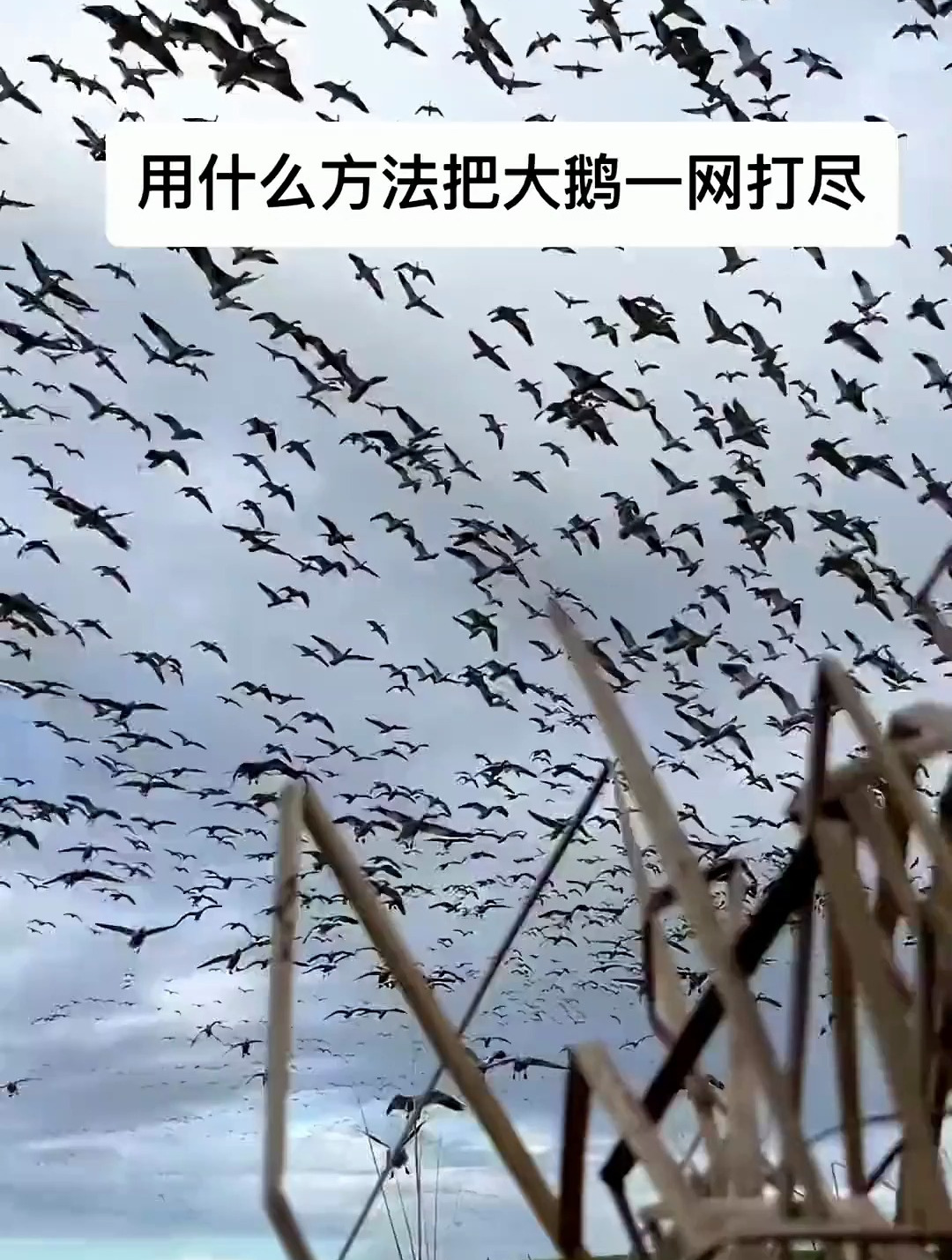 有什么好方法能把大鹅一网打尽 霰弹枪面对这么庞大的大鹅种