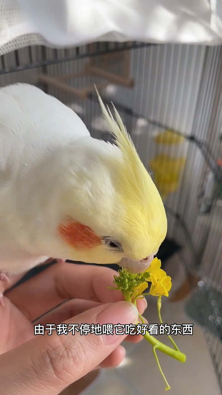 膘肥体壮小胖鸡的正经饲养教程