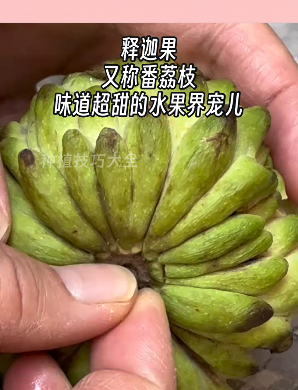 释迦果,又称番荔枝,味道超甜的水果界宠儿