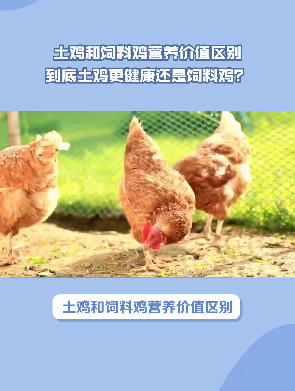 土鸡和饲料鸡哪个营养价值更加高?
