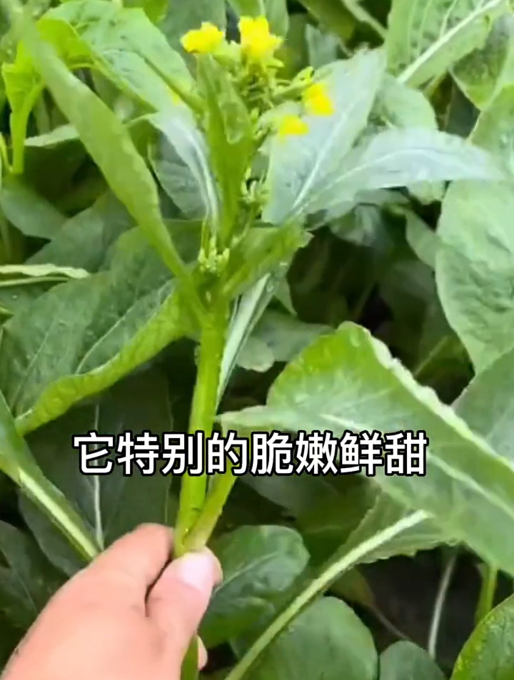 种一次就能吃半年的“菜心”,开花后口感更佳!广东人最爱!