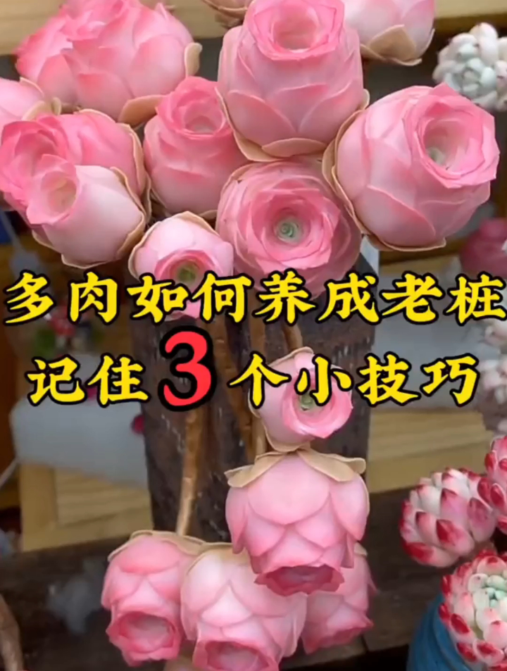 多肉如何养成老桩?照这三步做,两个月茎干木质化,越长越旺盛