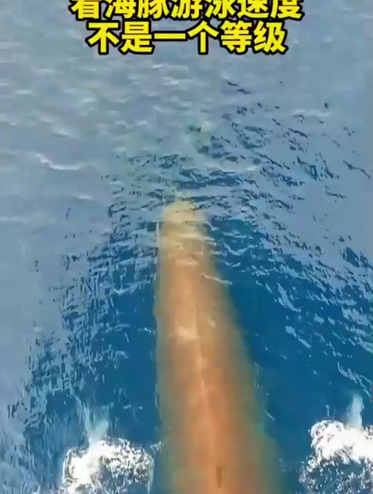 难怪鲨鱼,不敢吃海豚,看海豚这游泳速度