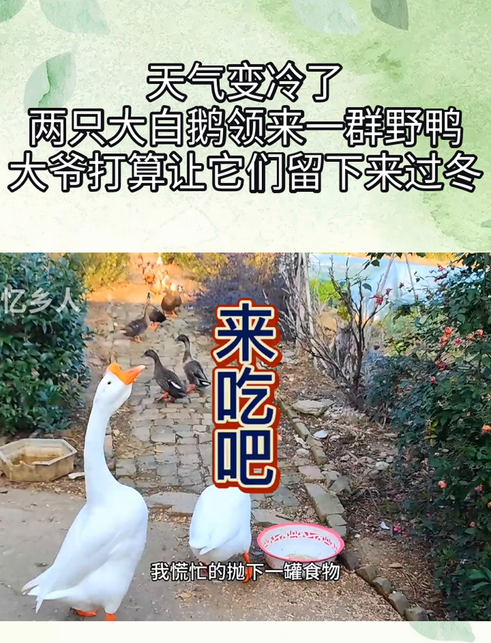 天气变冷了,两只大白鹅领来一群野鸭,大爷打算让它们留下来过冬