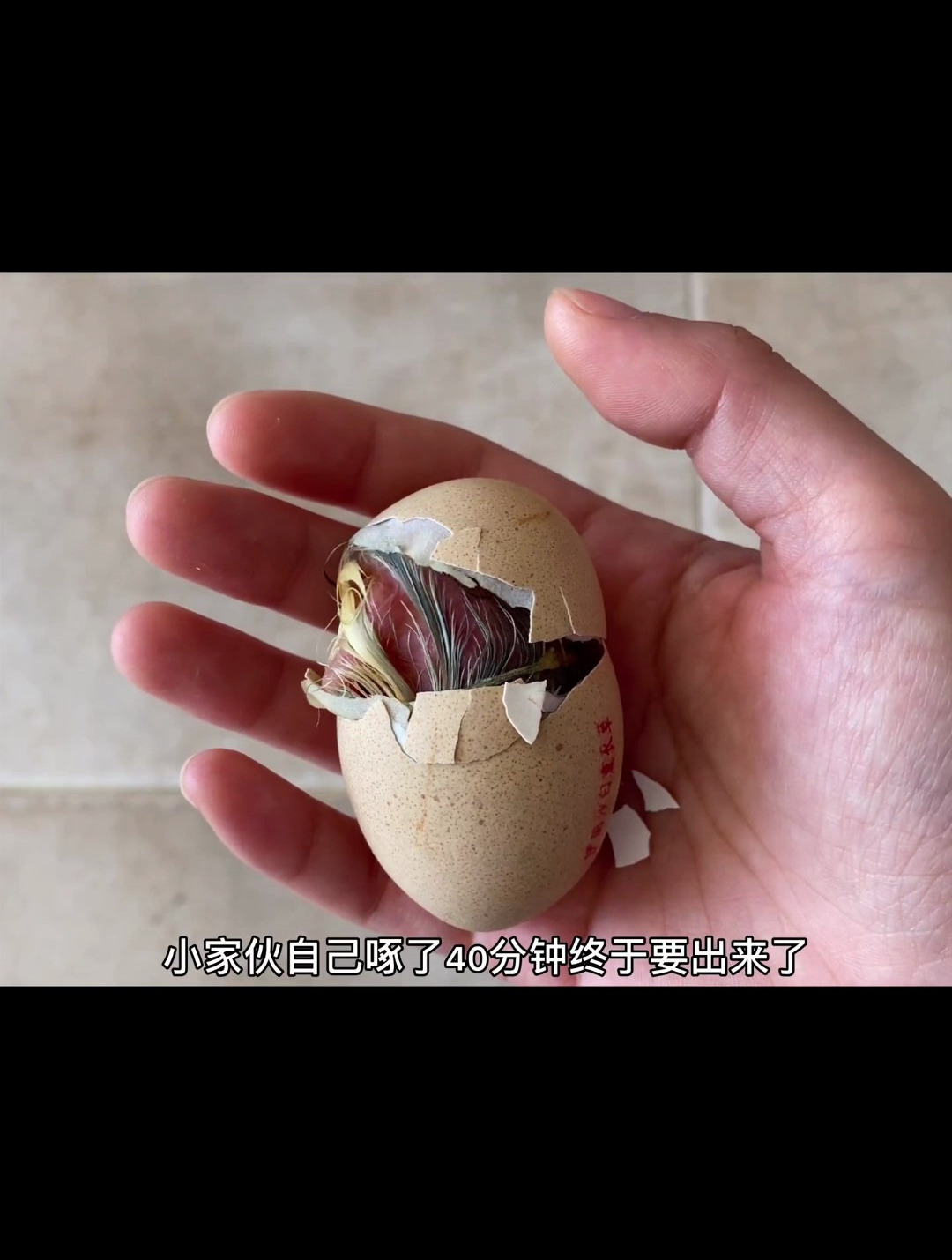 帮我给这只薰衣草婆罗门鸡起个名字呗