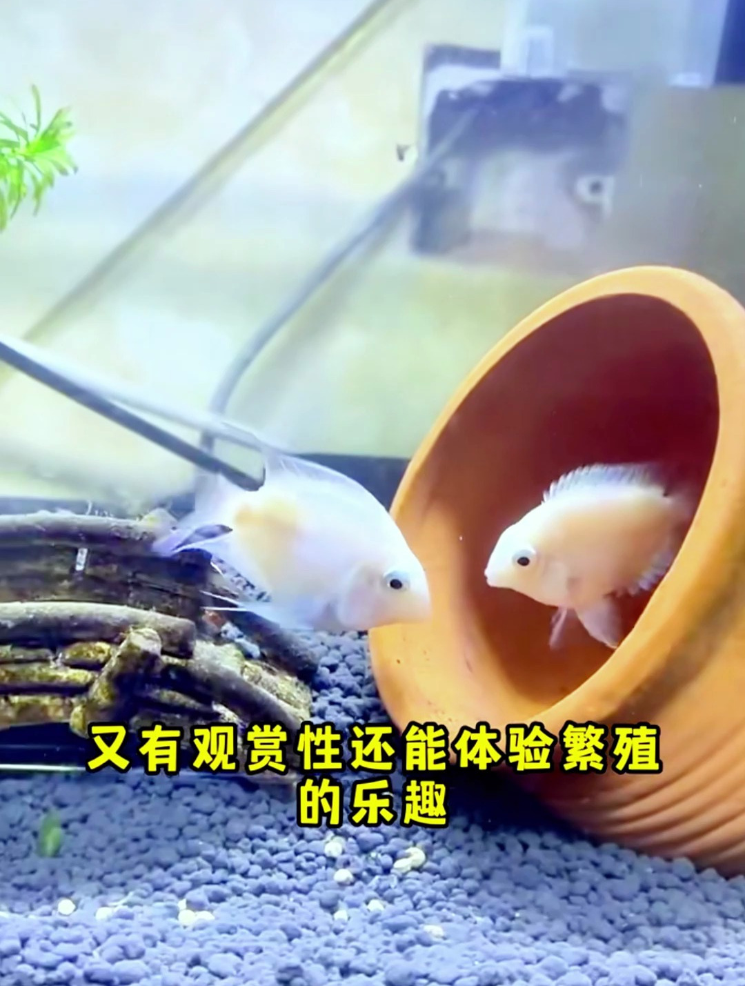 迷你鹦鹉应该怎么养?首先一点,迷你鹦鹉鱼不能混养!