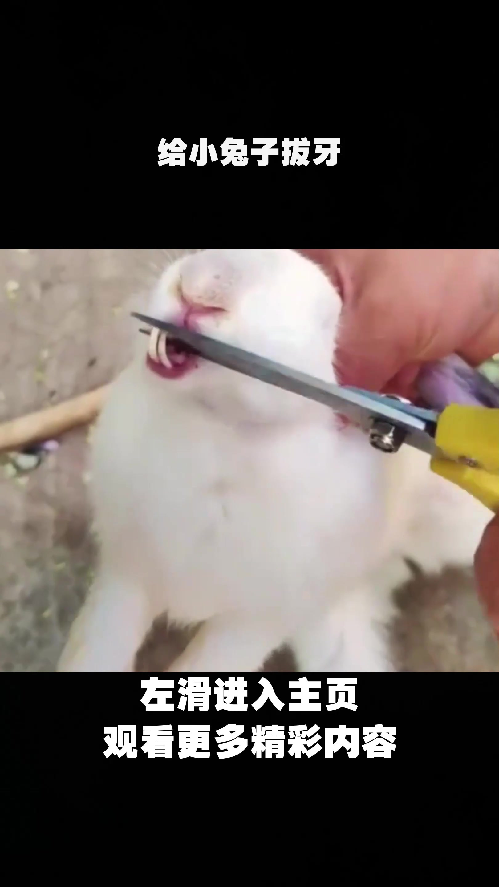 给小兔子拔牙