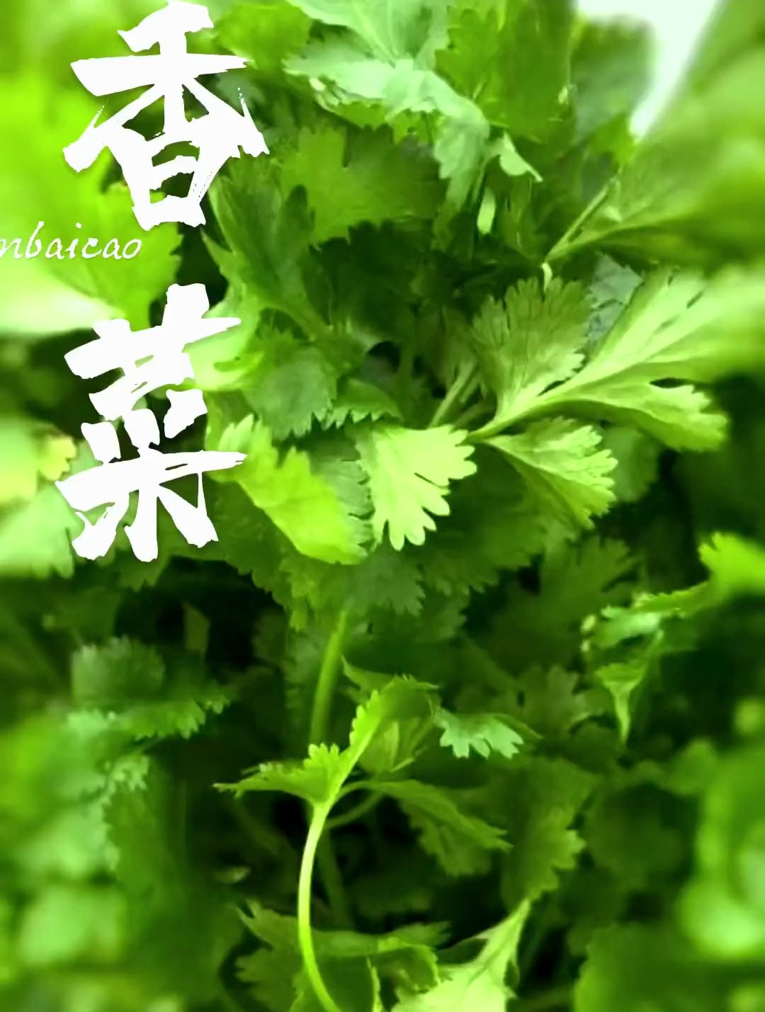 植物科普:你喜欢吃香菜吗?有很多人觉得香菜是臭的