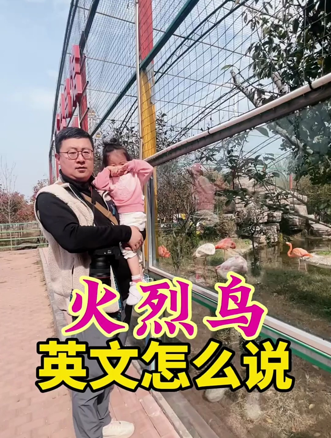 火烈鸟英文怎么说?