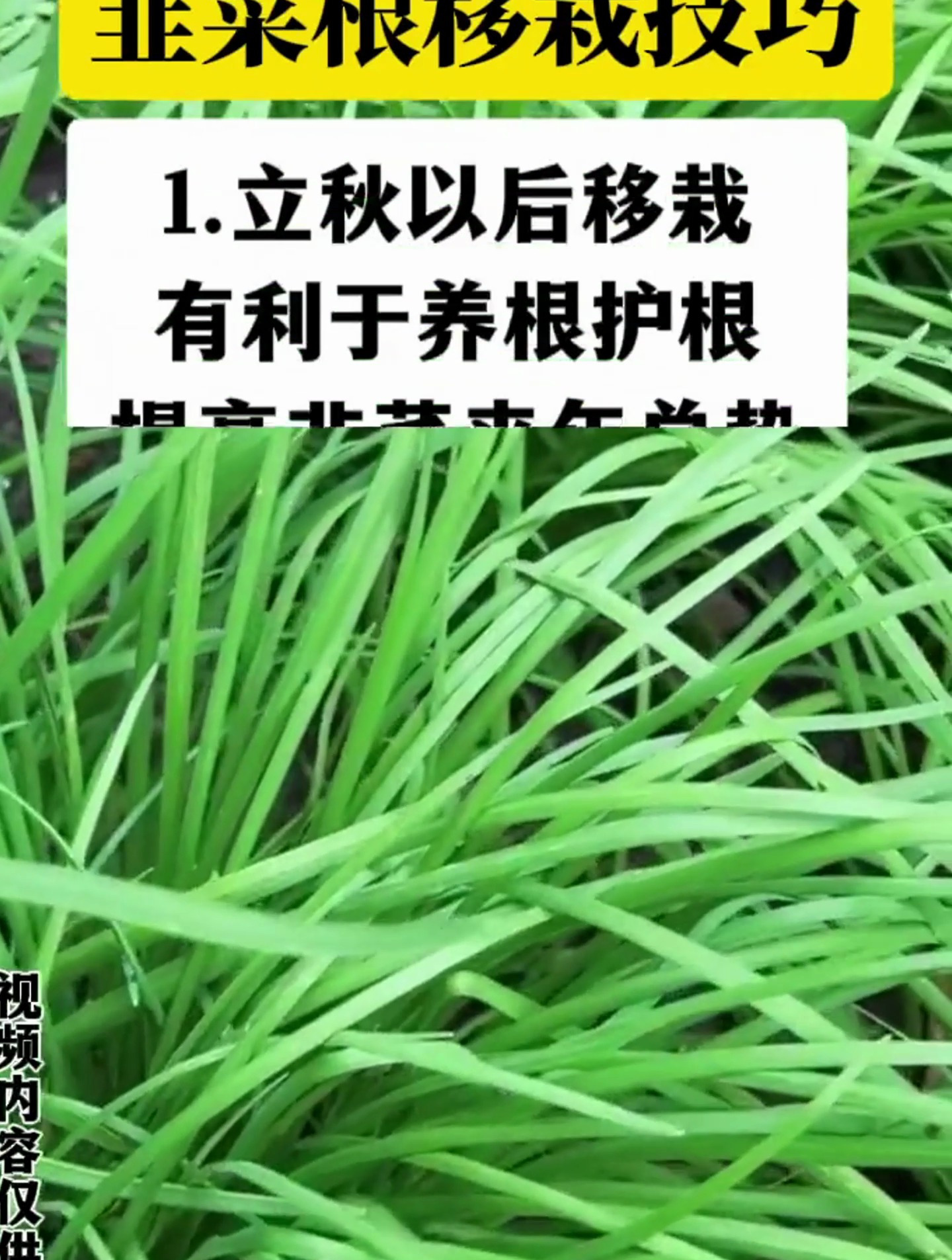 韭菜根移栽总是没栽好,你可能没做这步!