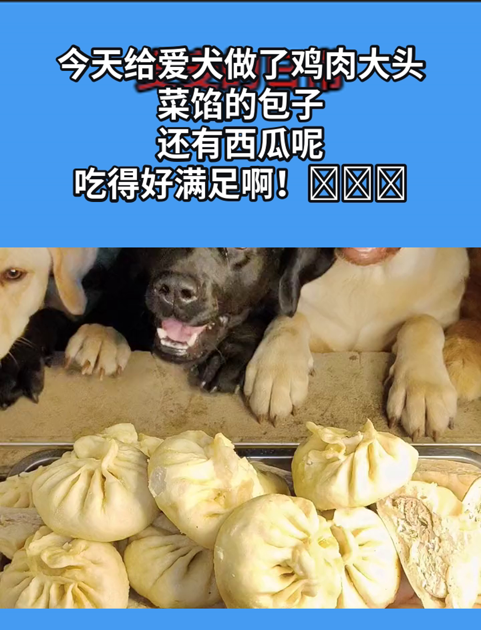 今天给爱犬做了鸡肉大头菜馅的包子,还有西瓜呢,吃得好满足啊!