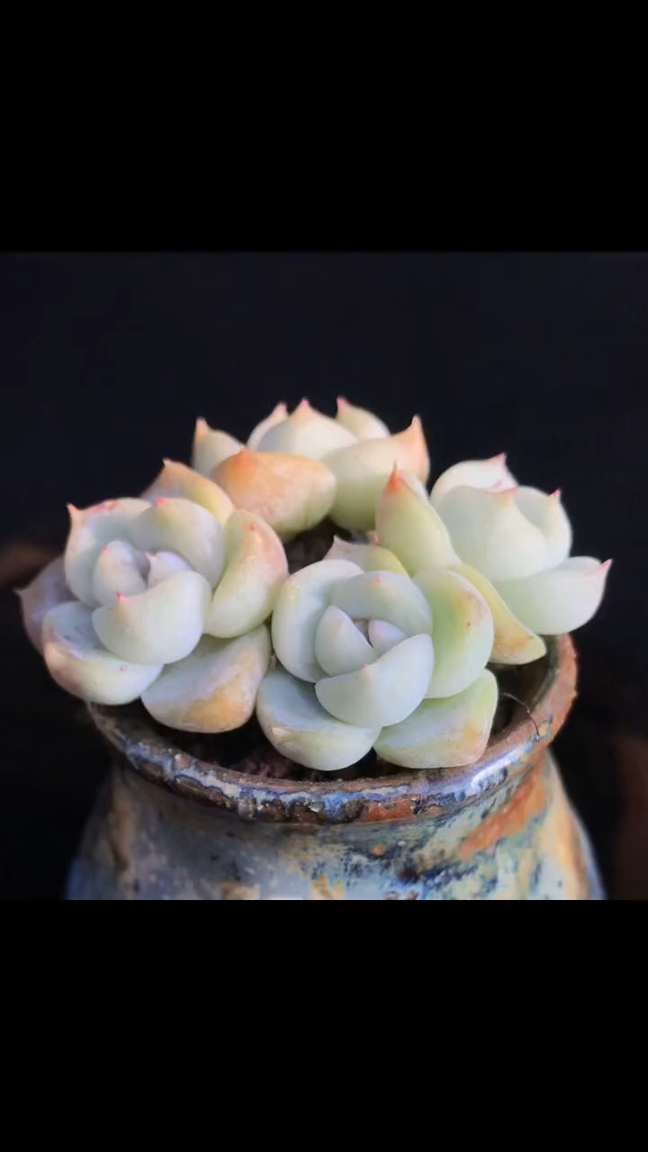 多肉植物 精控老桩 雪兔