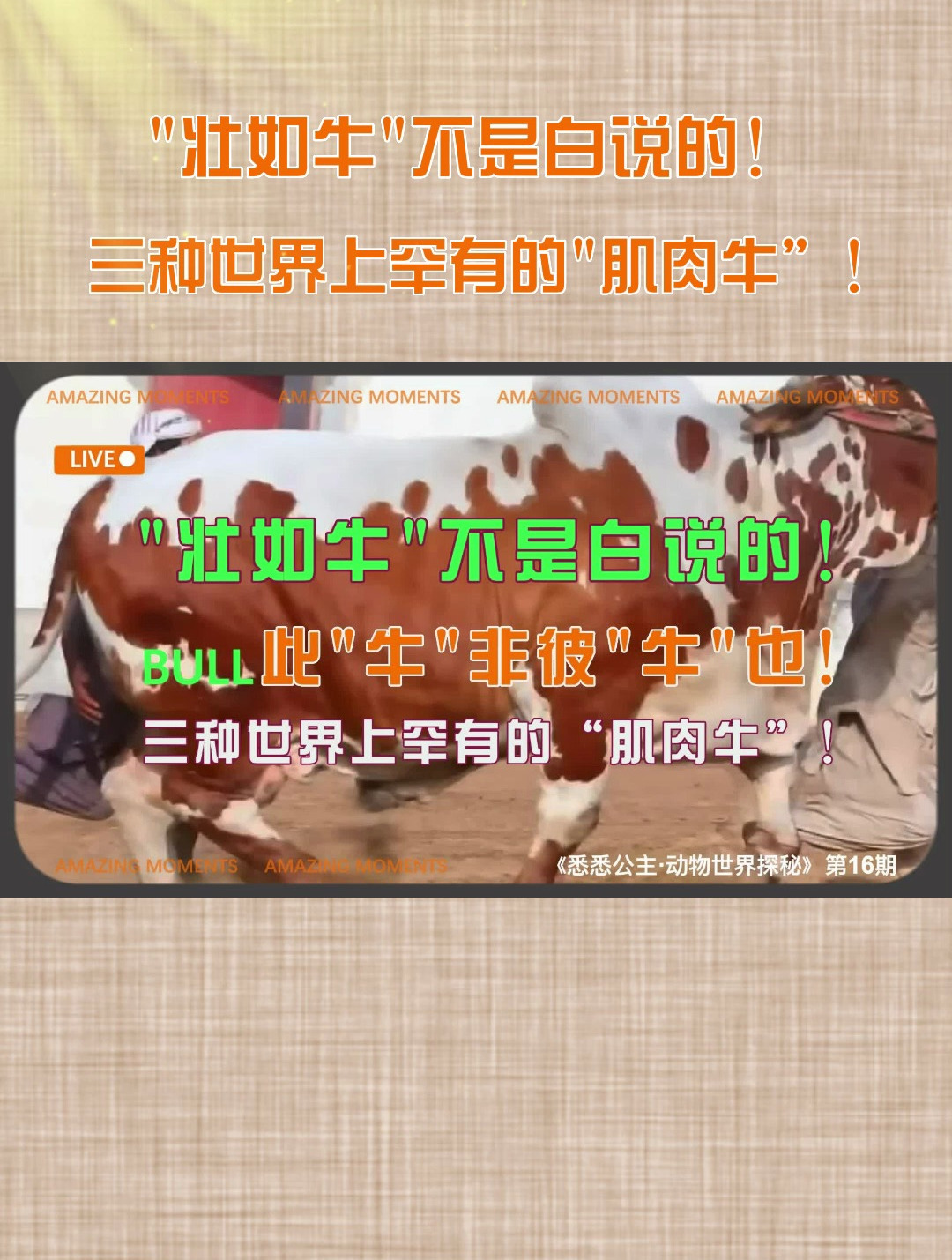 3种世界上罕有的“肌肉牛”!