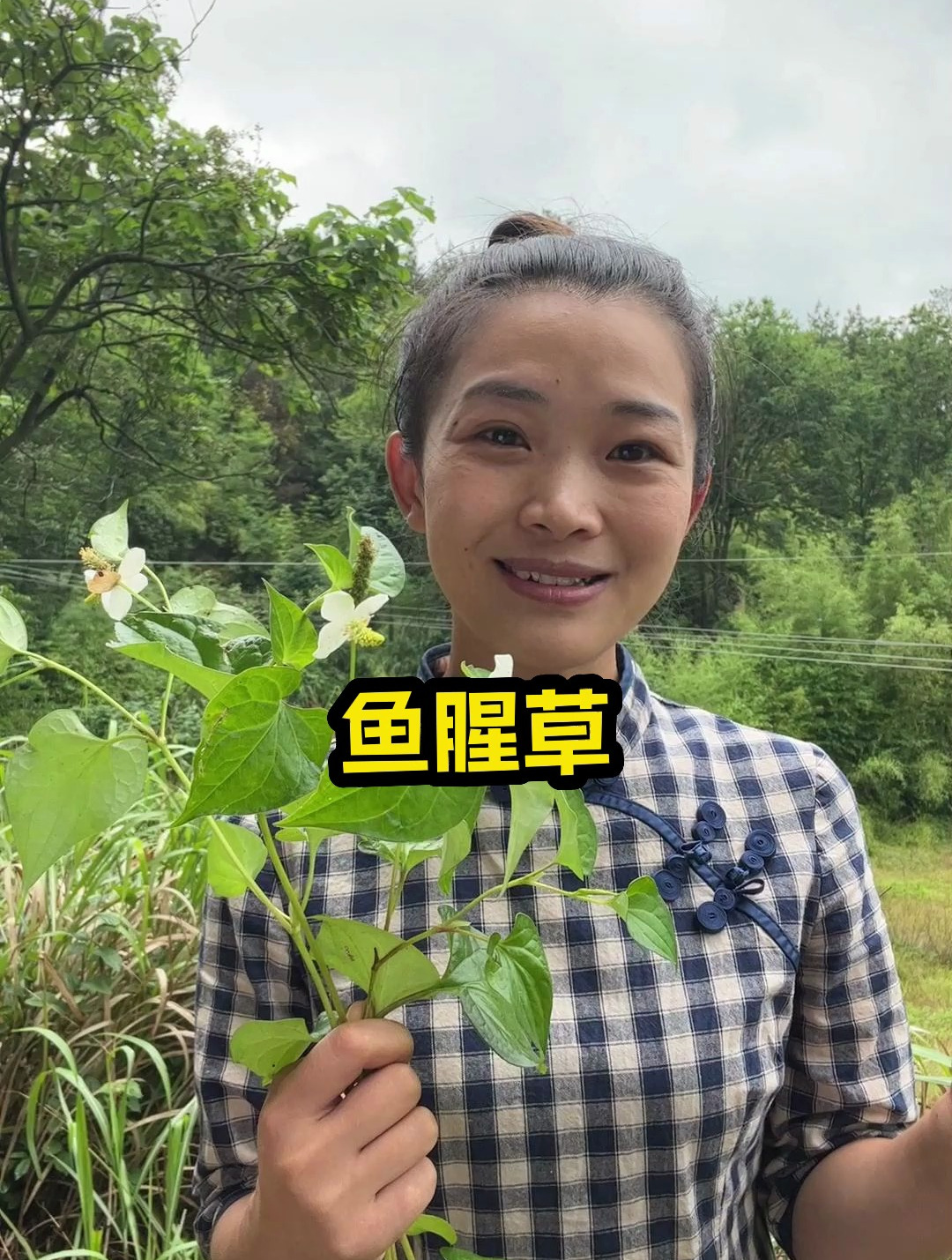 鱼腥草,可以吃的野菜,其实也是一种很有用的本草