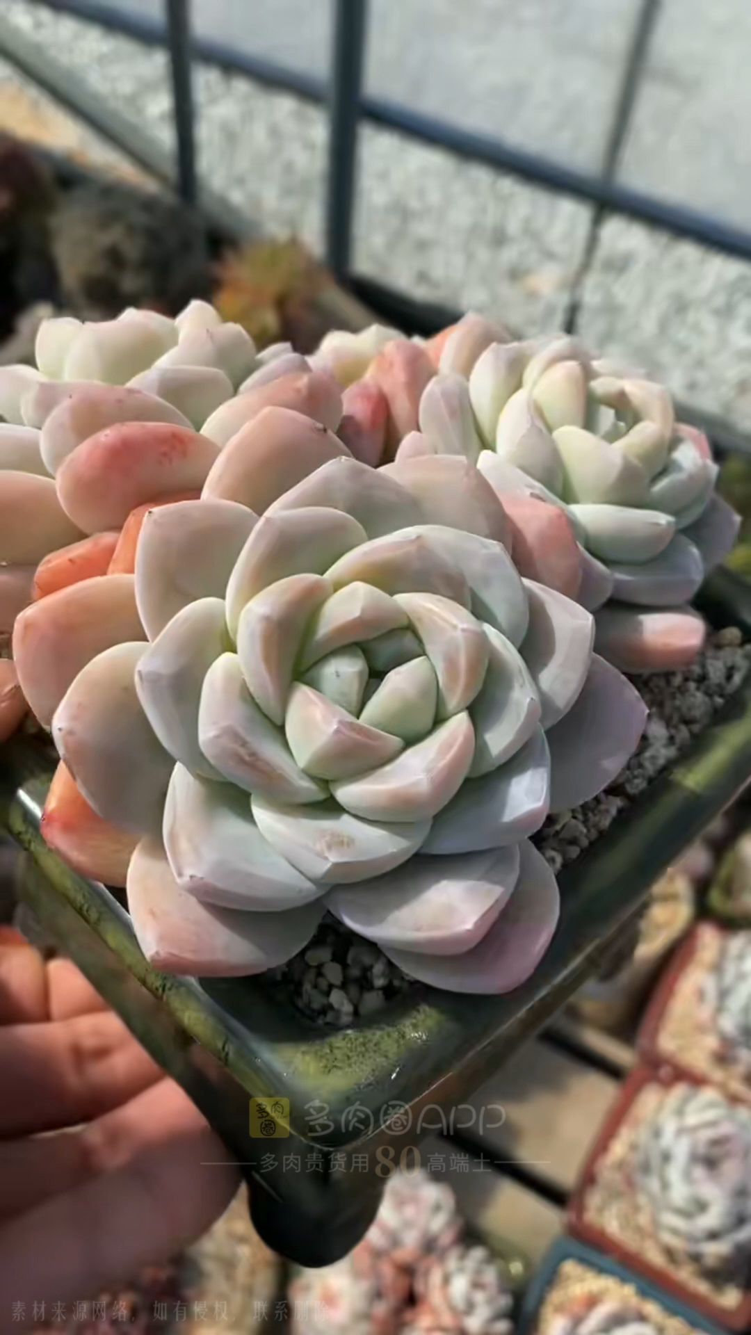 要想安全度夏还是得提前喷药预防~