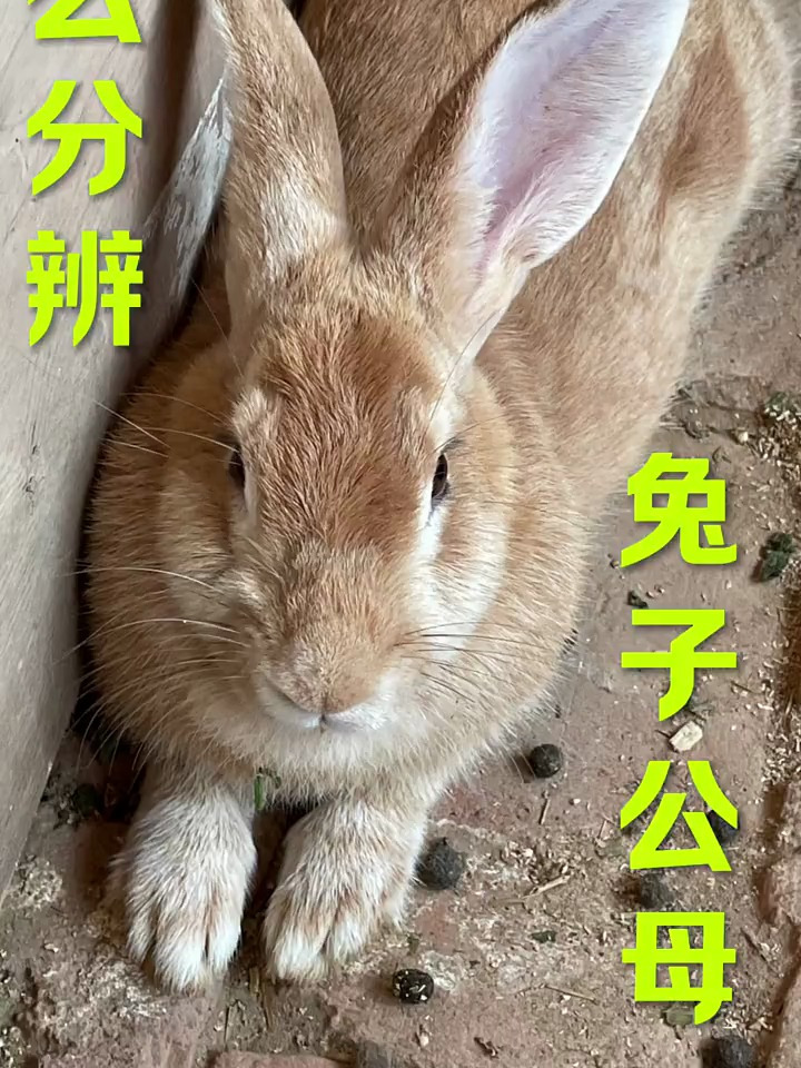 怎么分辨兔子公母