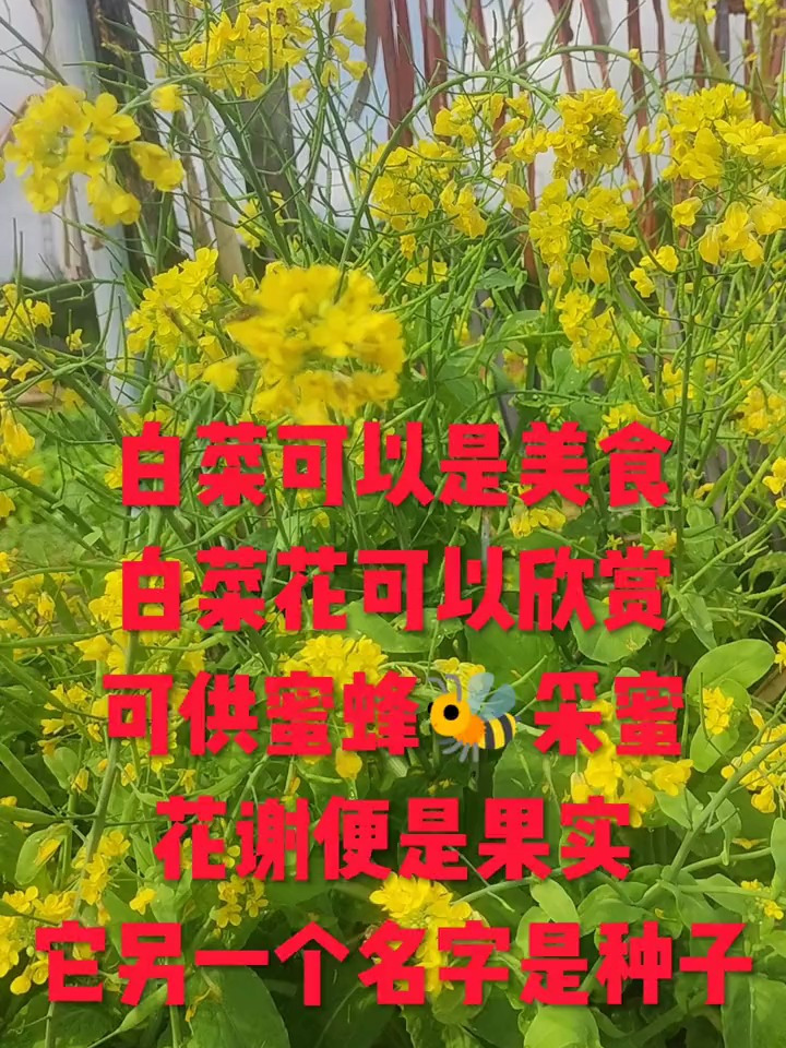 白菜可以是美食,白菜花可以欣赏,可供蜜蜂采蜜,花谢便是果实