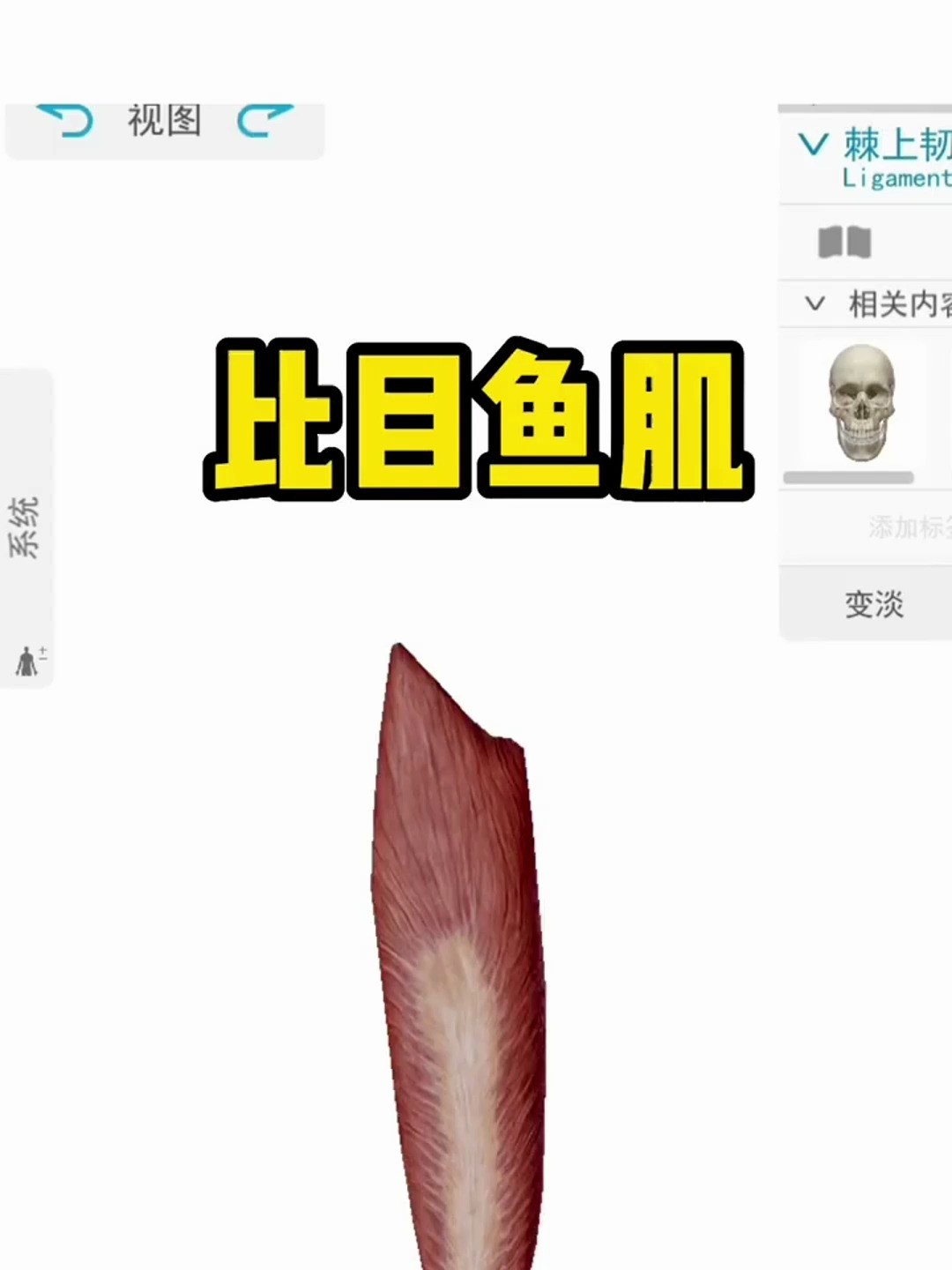 比目鱼肌具有屈曲的功能,当它发生紧张时,会导致脚不能弯曲