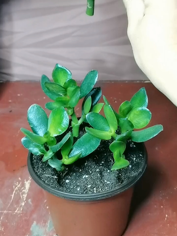 玉树属于景天科多肉植物,扦插是非常容易成活的