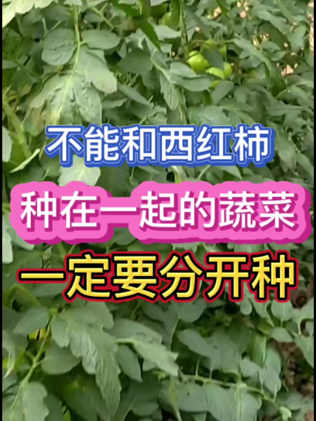 千万不能和西红种一起的蔬菜有哪些