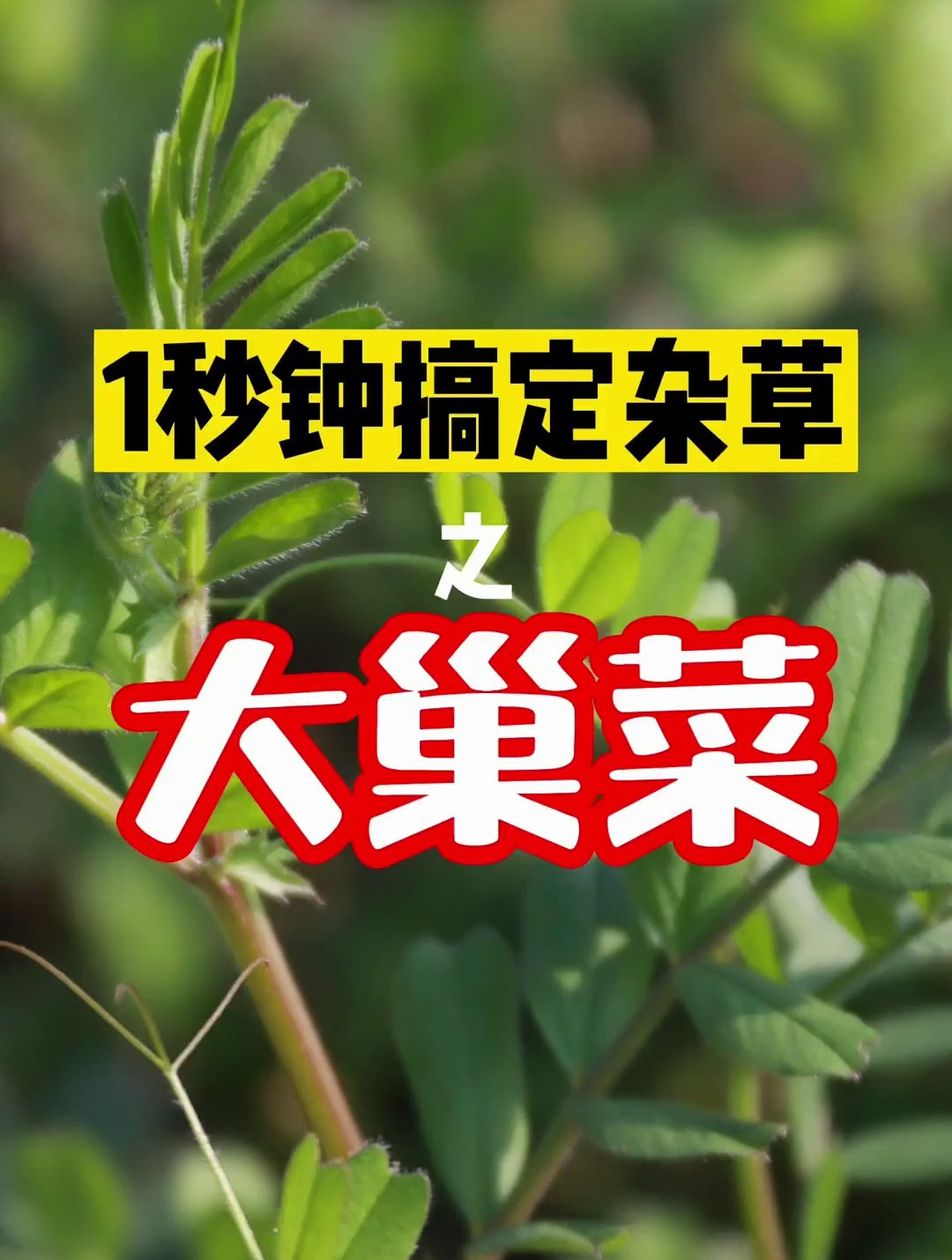 1秒钟搞定杂草之大巢菜