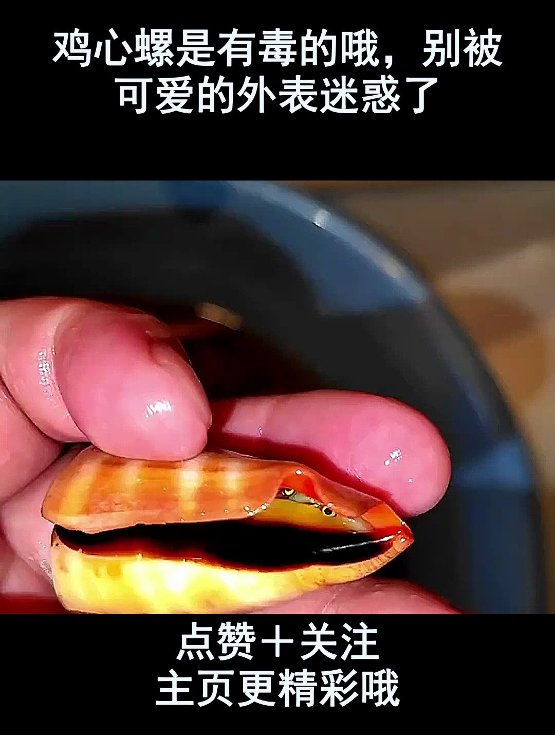 鸡心螺是有毒的哦,别被可爱的外表迷惑了