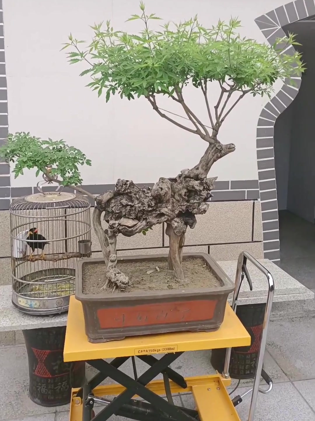 黄荆盆景造型欣赏!