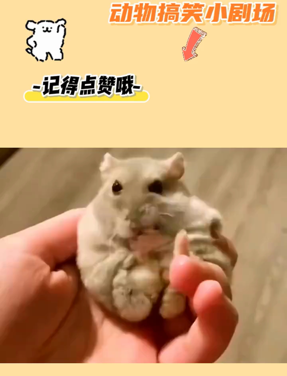 萌仓鼠初遇奶茶,珍珠惊艳变脸记