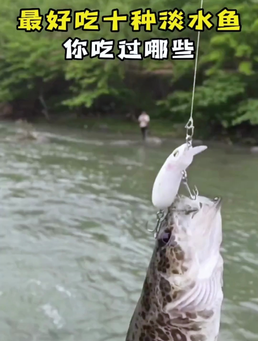 最好吃的十大淡水鱼?你觉得哪个最好吃!