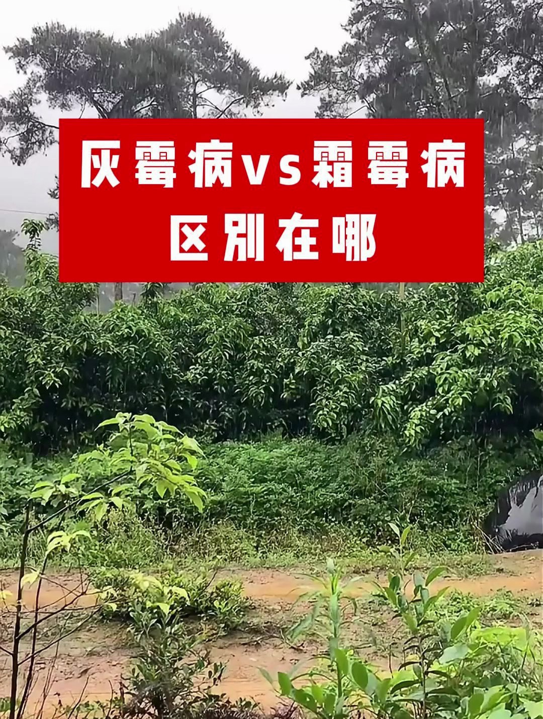 一个视频告诉你,灰霉病和霜霉病的区别在哪里