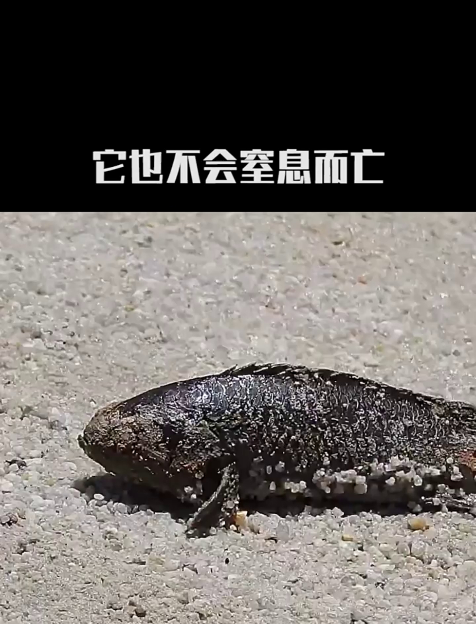 会走路的鱼:攀鲈,陆地上的游泳高手