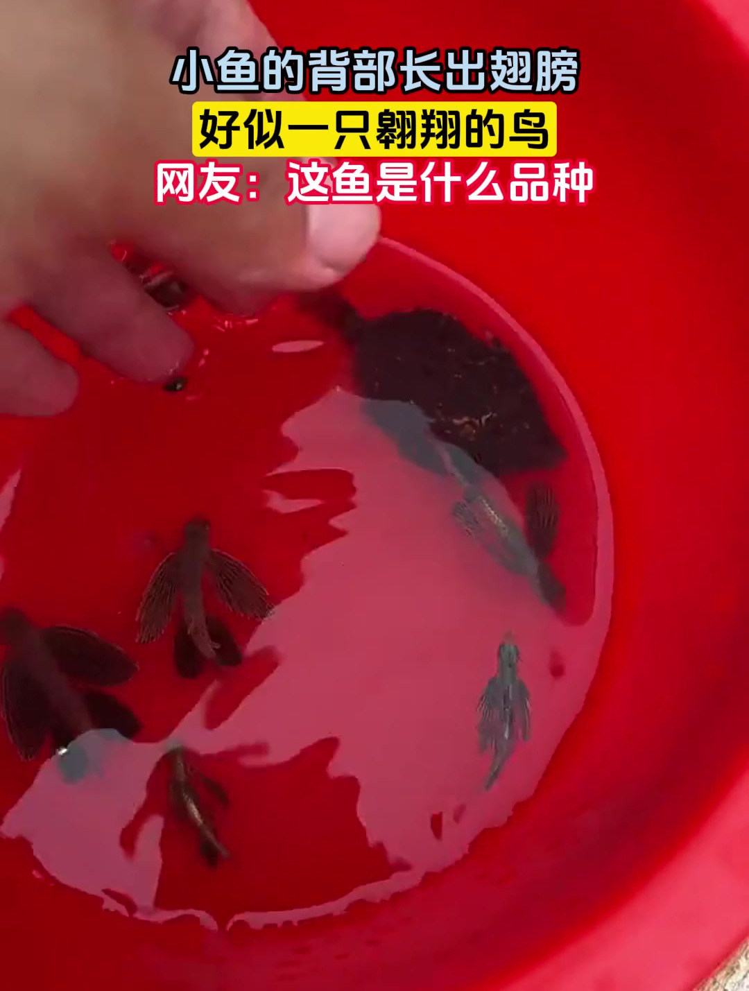 小鱼的背部长出翅膀,好似一只翱翔的鸟,网友:这鱼是什么品种