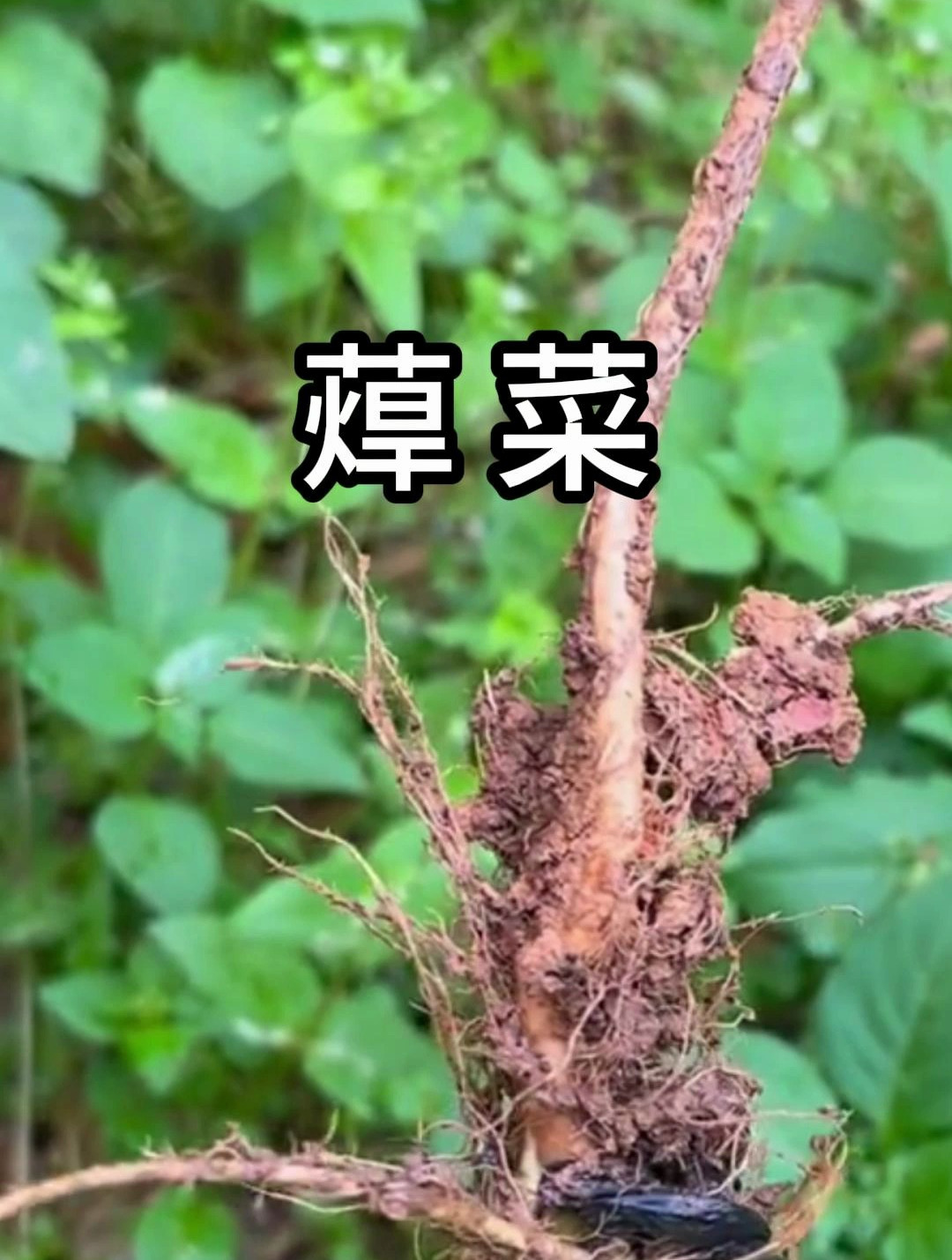 蔊菜,又称辣米菜、鸡肉菜,食之味道辛辣,你认识这种植物吗?