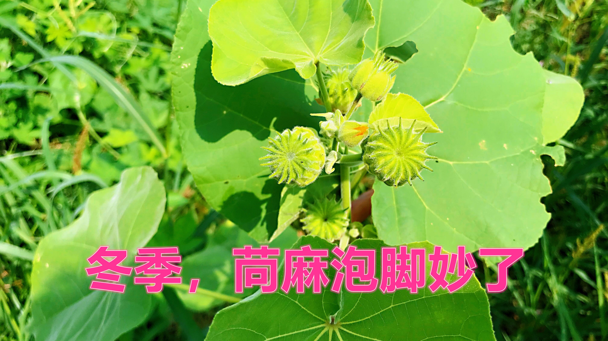 冬季“苘麻”煮水泡脚有妙用,上班族和农民不要错过!