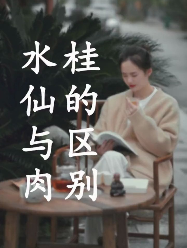 茶知识与文化,水仙肉桂的区别这几点你们记得住吗