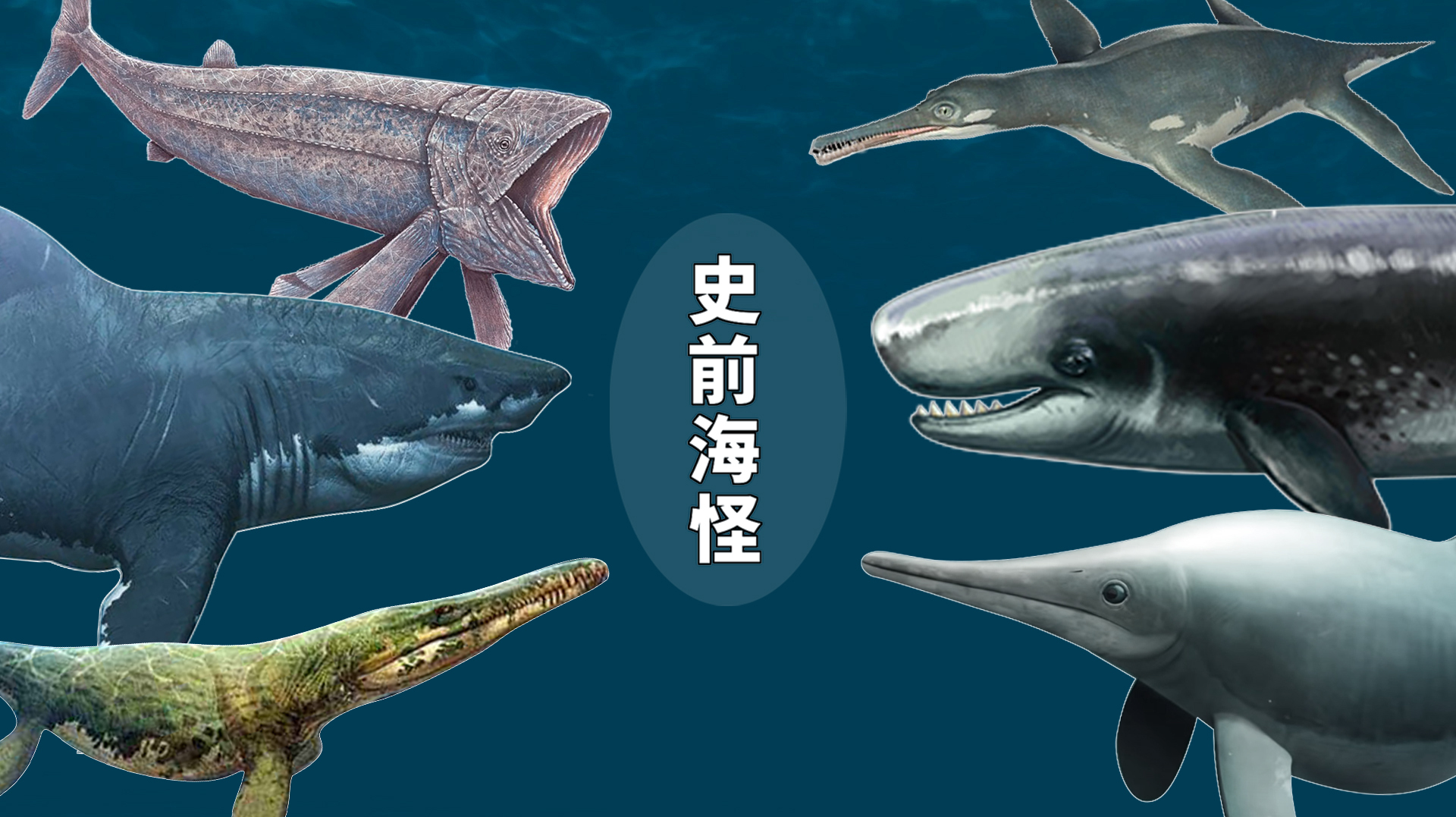 如果把史前海洋生物做一个比较,谁的体型是最大的?