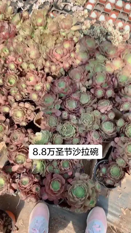 万圣节沙拉碗法师无砍头!喜欢的来找我