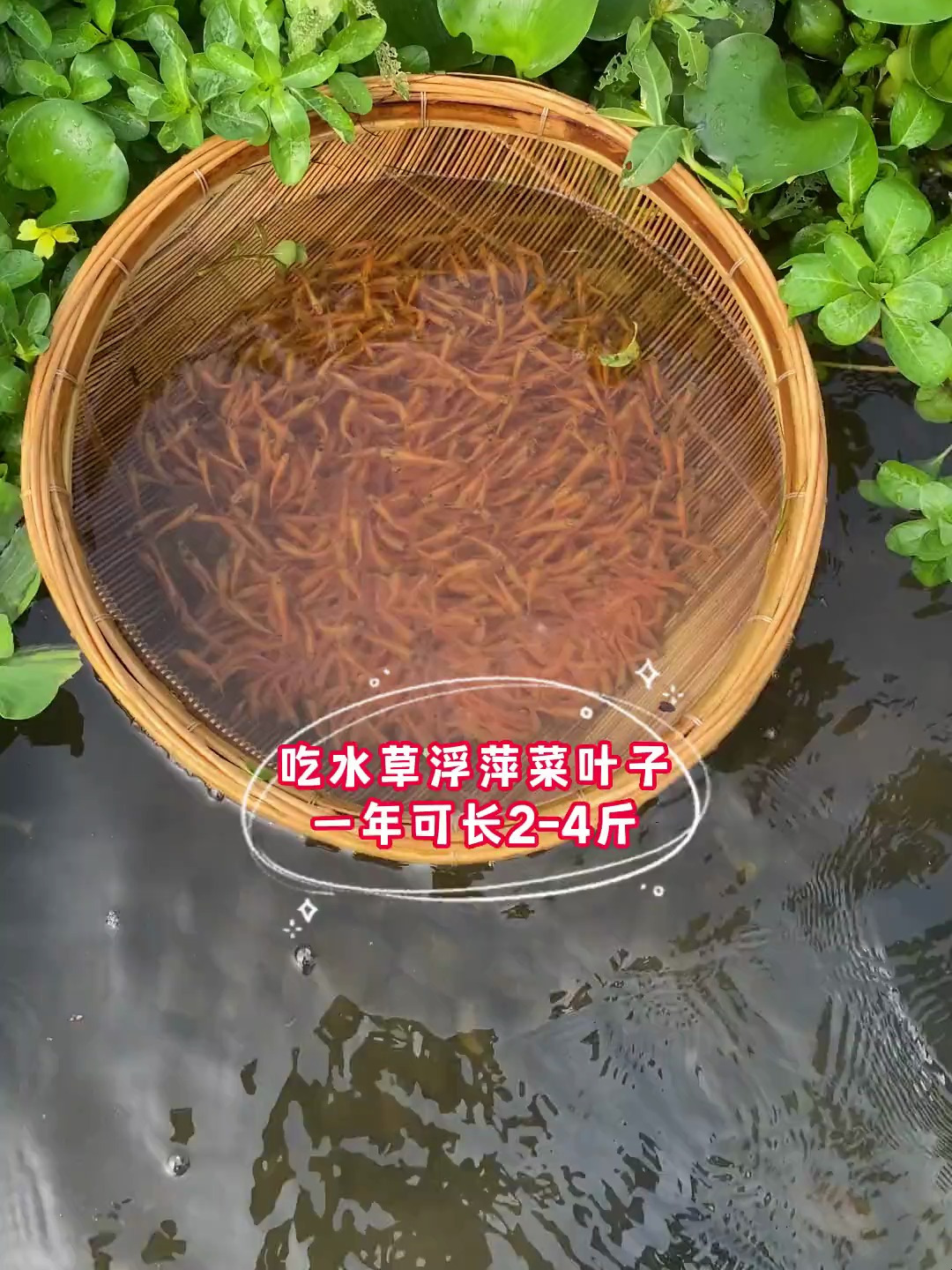 你认识这个金丝草鱼吗?