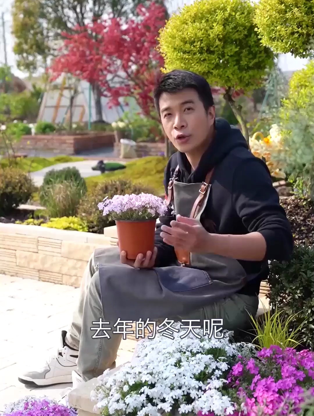 春天轻松开成樱花海,迷人芝樱超好养