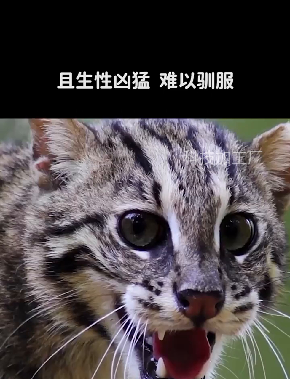 爱潜水抓鱼的喵星人,被叫做猫咪界的小霸王