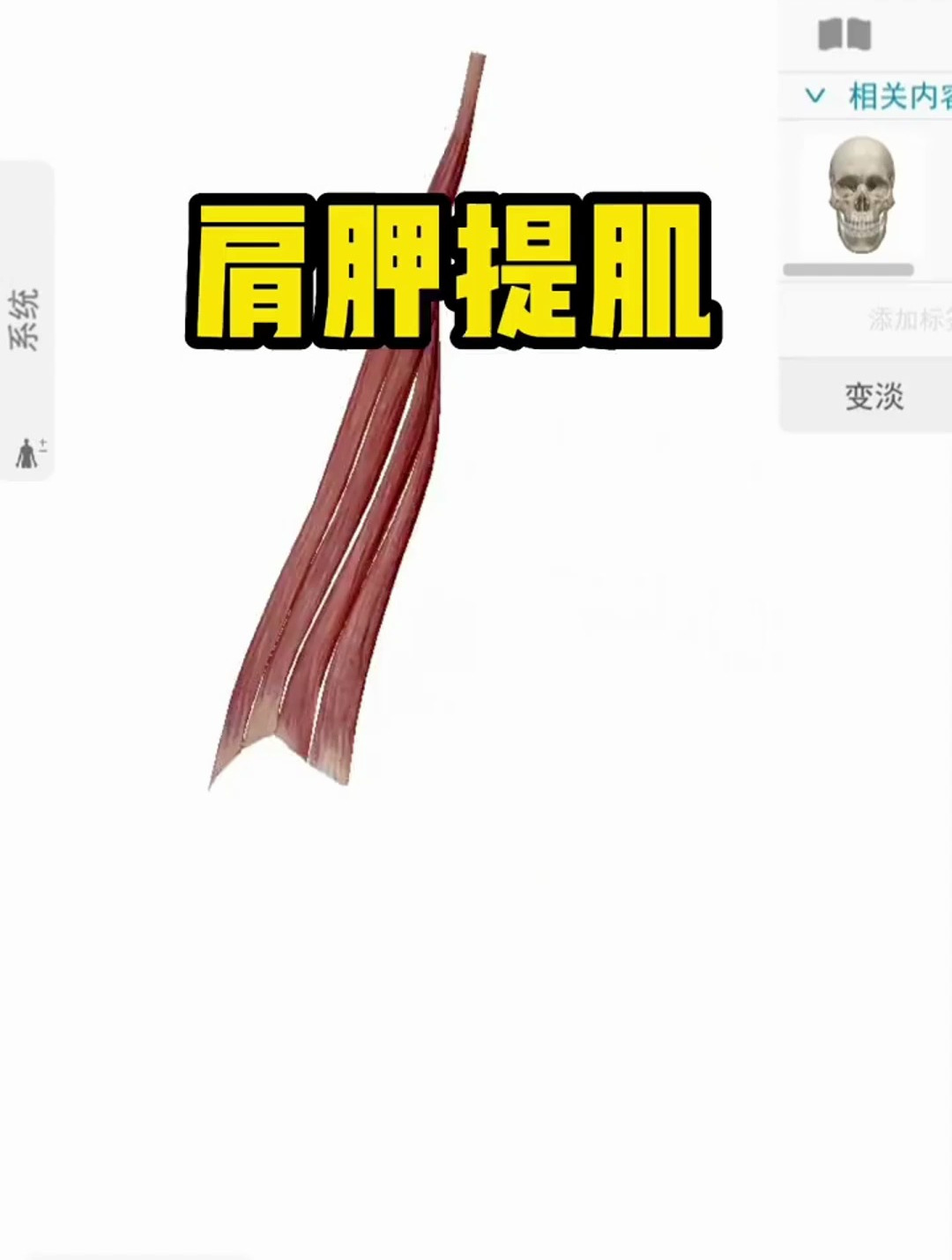 肩胛提肌在人体是如何分布的,它的作用是什么呢