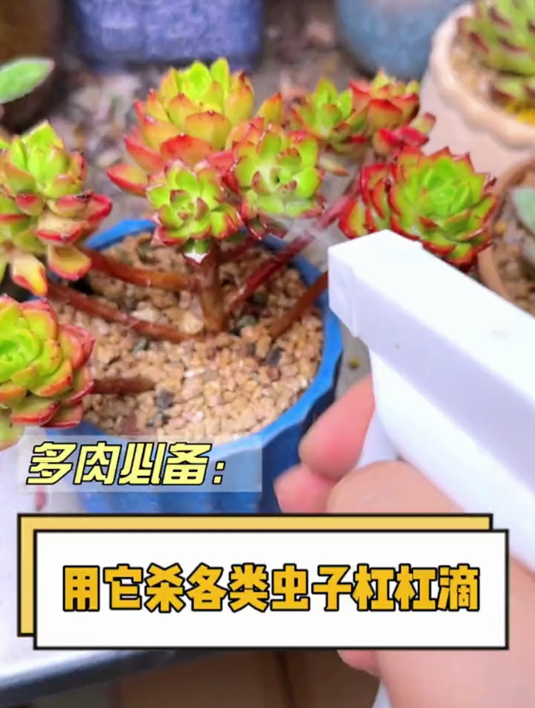 多肉长了虫子不要慌,教你一招轻松解决 多肉 多肉植物