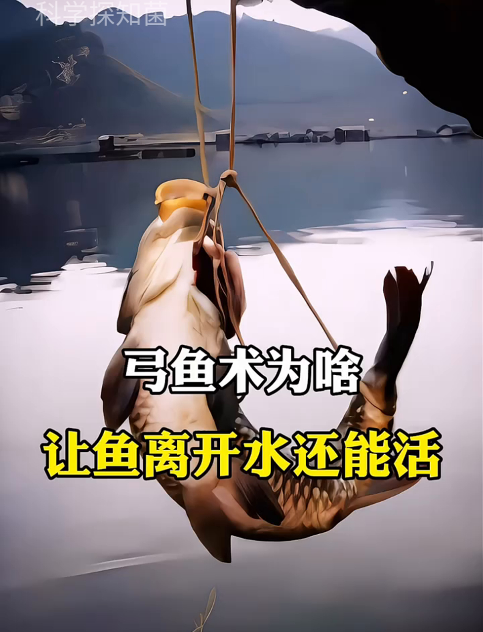 弓鱼法咋让鱼离水还能活几十小时?
