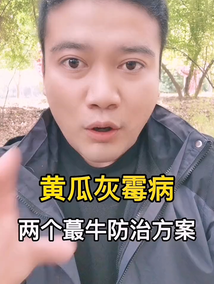 黄瓜灰霉病,这两个配方,用上立竿见影