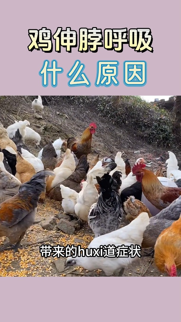 鸡伸着脖子张嘴呼吸用什么药